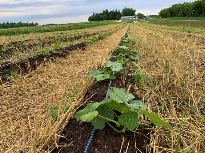 Heavy mulch for vegetables