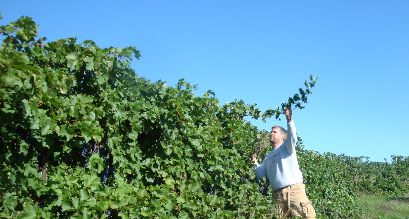 Excessive vine vigor