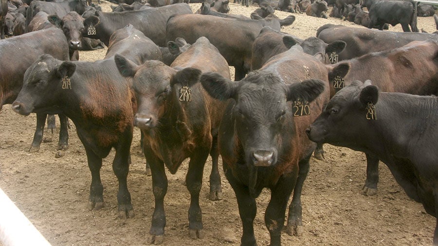 Gabrial Longisa watches cattle at Lewa Wildlife Conservancy which is part  of a “Livestock to Market” business that shifts more o Stock Photo - Alamy