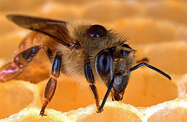 European honey bee carries a Varroa mite