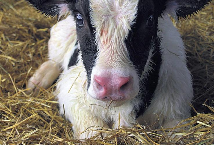 Calf on straw