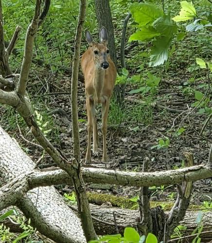 Deer
