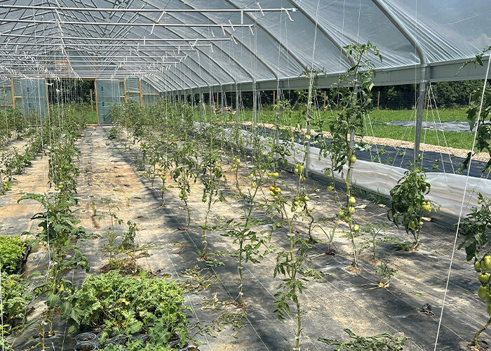 Naima's farm