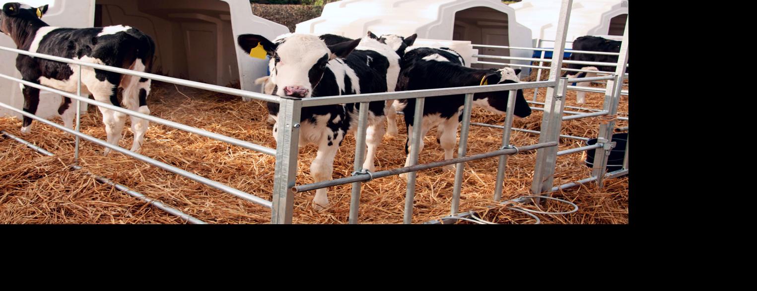 Dairy calves