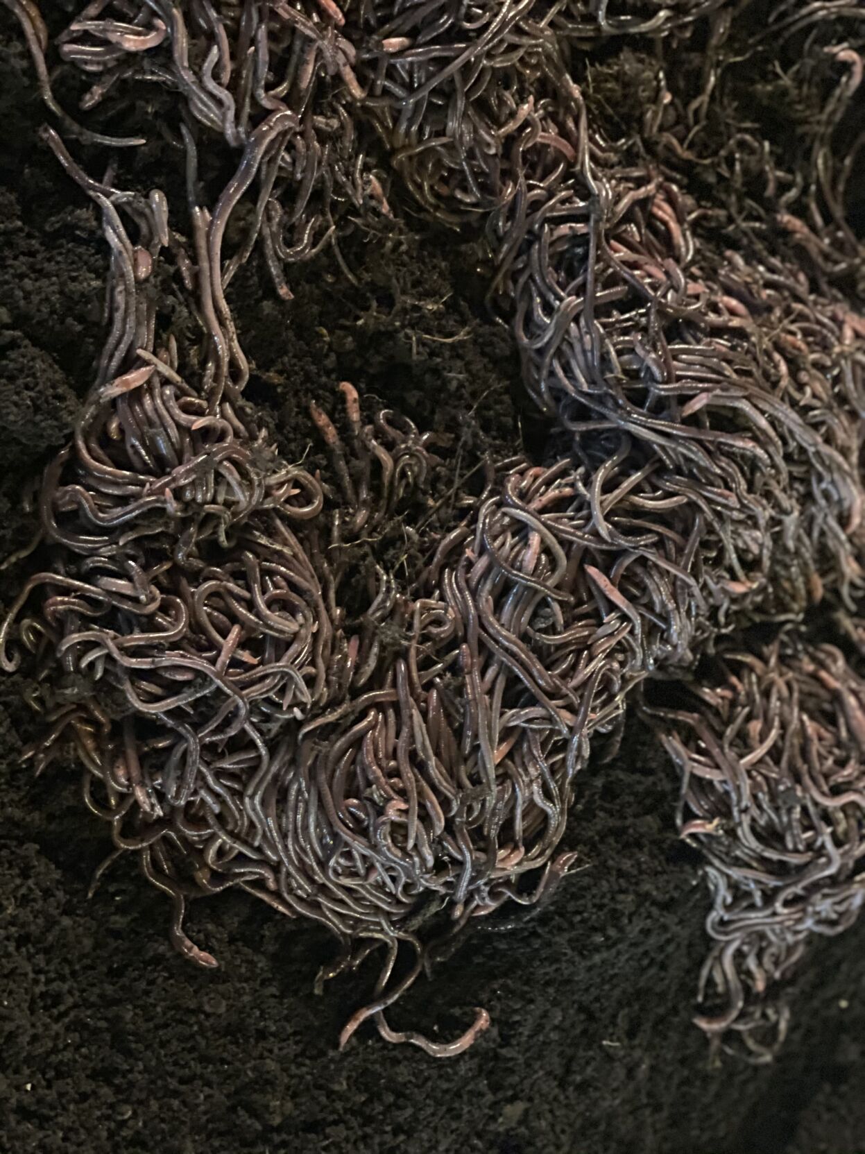 Broberg organics 3.jpg