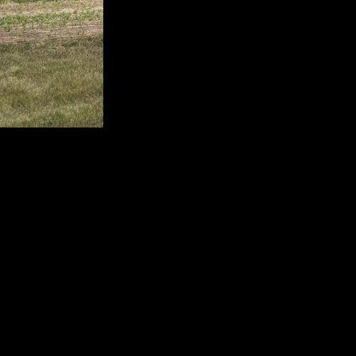 Dr. Bandillo breeds peas, lentils, chickpeas at WREC