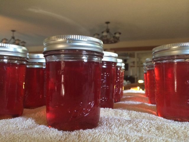 Wild Plum Jelly | Recipes | agupdate.com