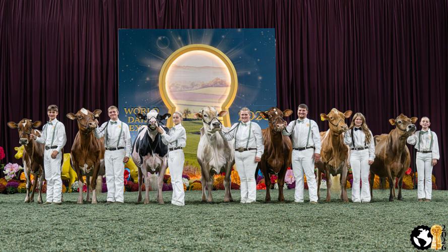Group Junior Supreme Cow