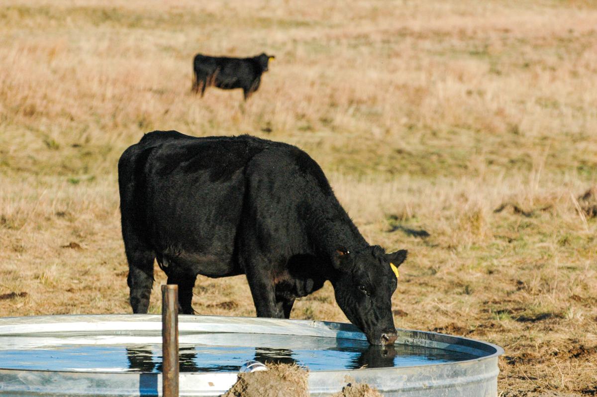 Cattle water tank