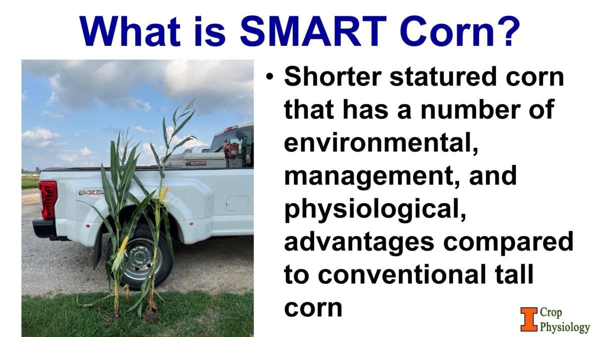 Smart corn