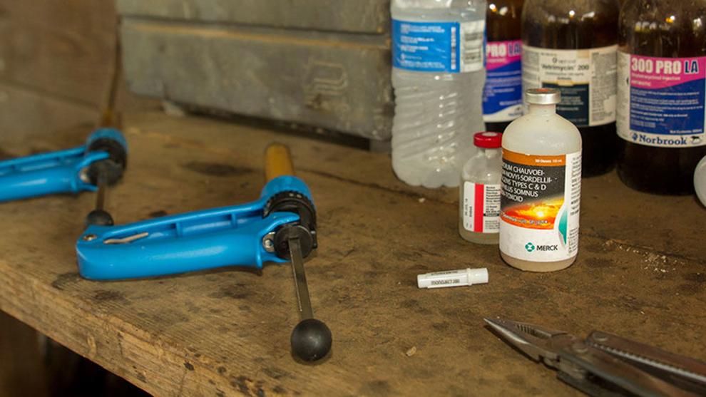 New research connects drug treatments, resistance in cattle disease