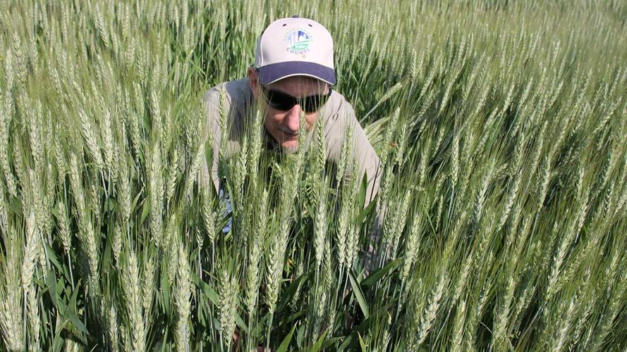 Mark-Schelusener--deep-in-wheat-project