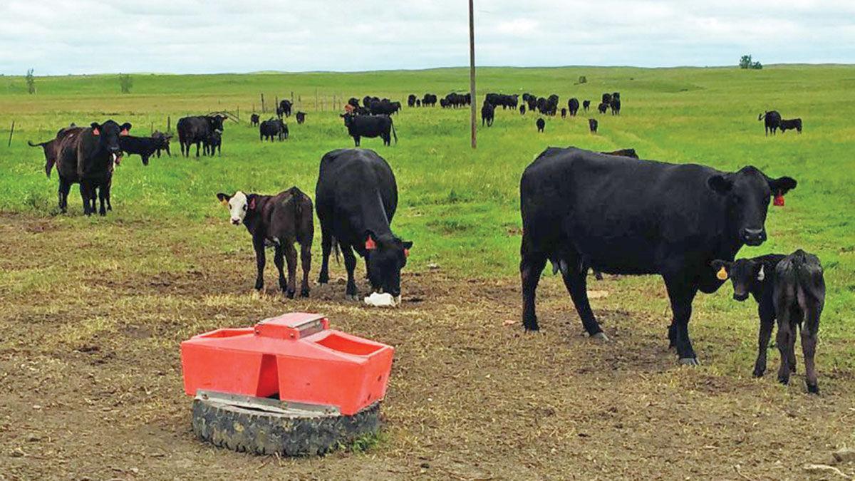 Cattle at mineral block