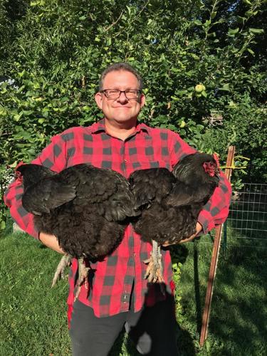 Jersey Giants: U.S. breed is the gentle giant of the chicken world