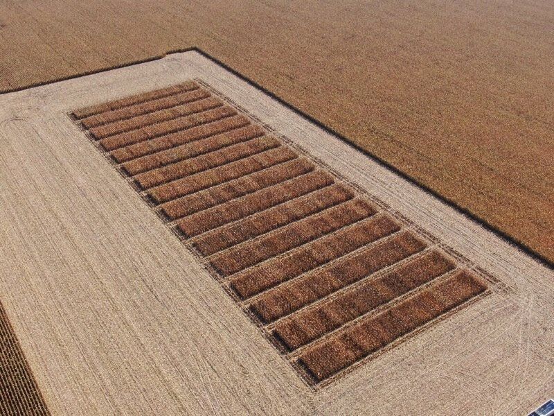 Drone image of FIRST corn plot by Luke Brendemuhl