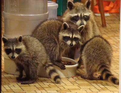 Beware Post-Traumatic Raccoon Syndrome