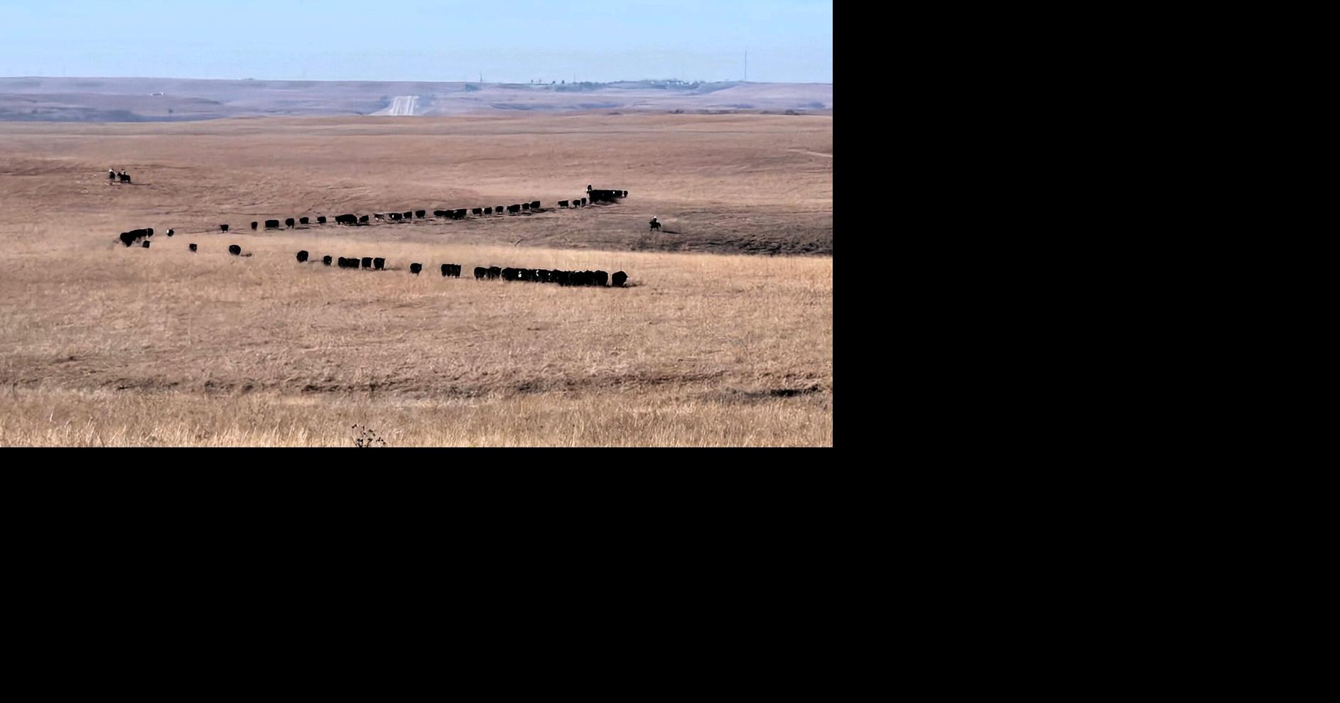 Down on the ranch: stewardship and herd health priority for Kansas family