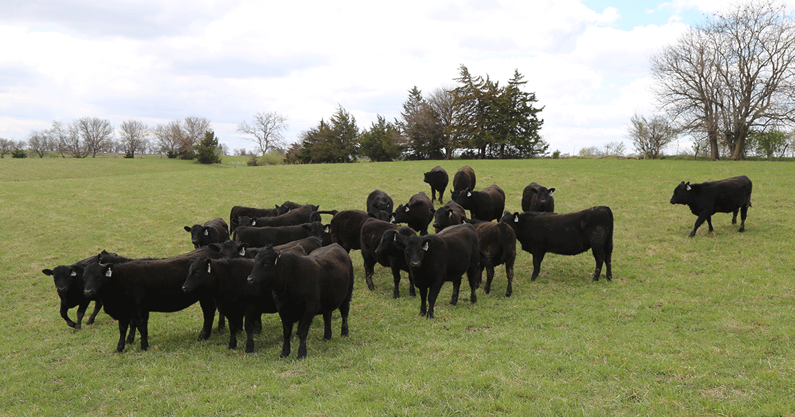 Beef production projected to decline slightly