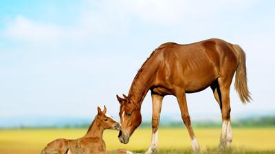 Foaling alerts, pre-foaling checklist add to success