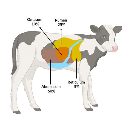 Diagram of dairy calf
