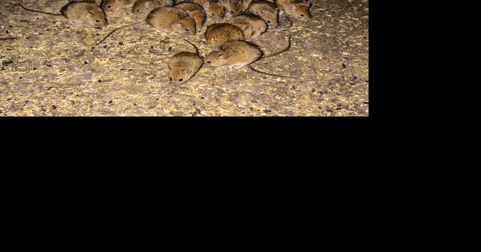 More mice