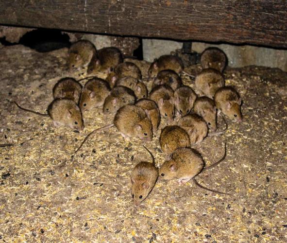 More mice