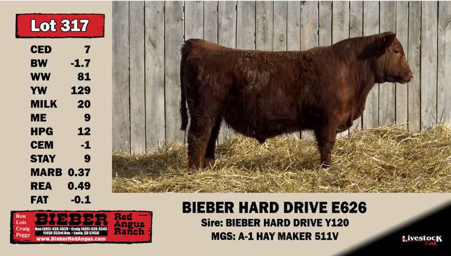 Video bull sales 2.png