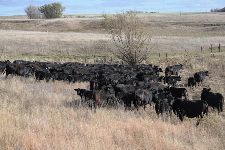 Miller Angus (8).JPG