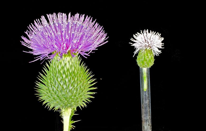 Canada thistle flowers