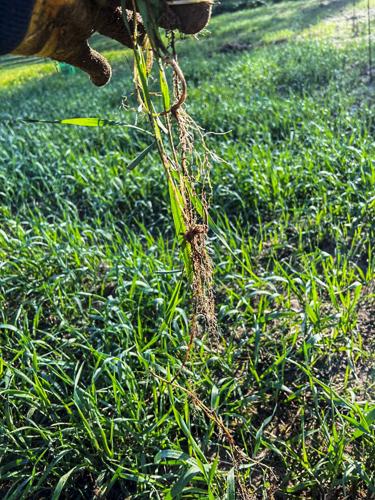 Quackgrass roots