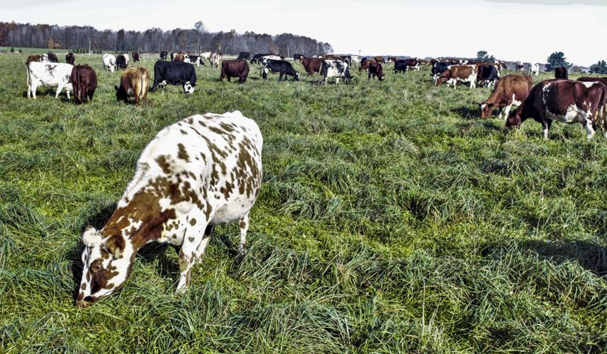 Dairy cows on pasture in field