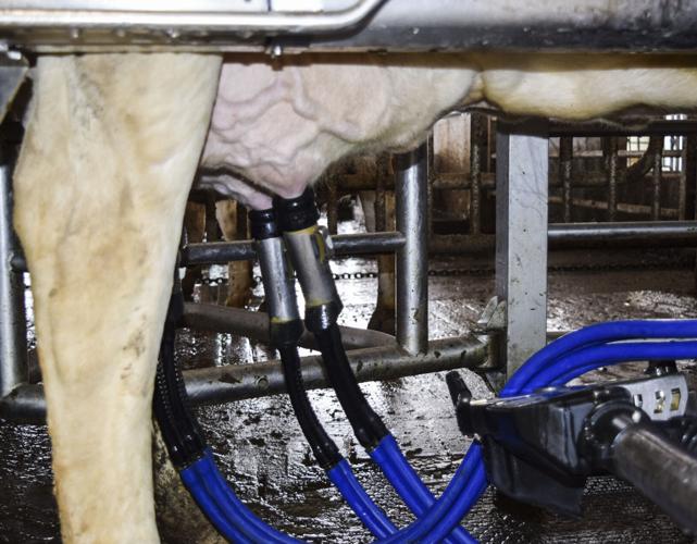 Cow being milked by DeLaval robotic milker