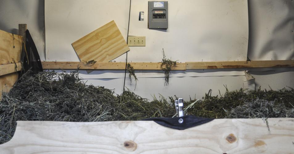 Catnip drying