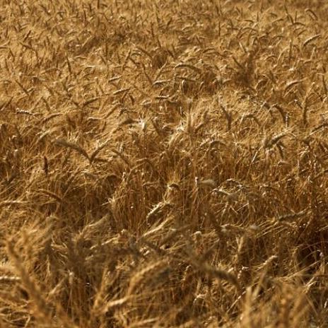 WestBred wheat - solid genetics