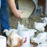 Far Rms FARRMS cultivating the next generation of farmers
