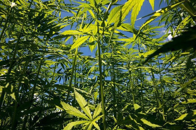 Industrial hemp in test plot