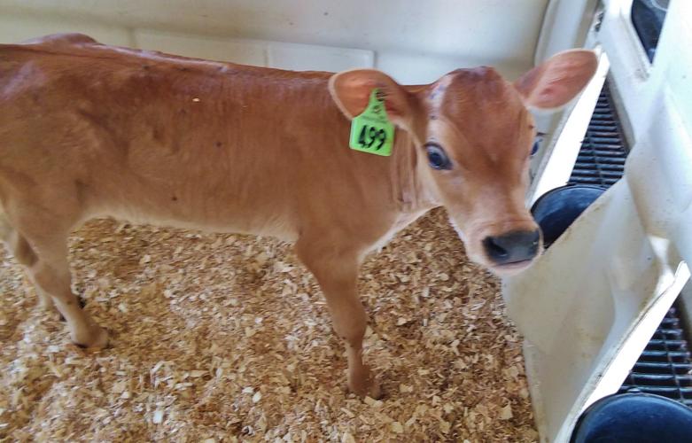 Jersey calf