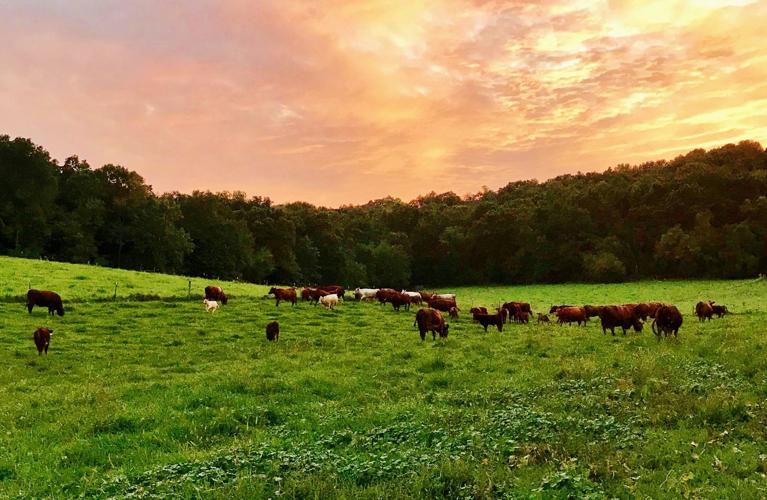 Cattle grazing