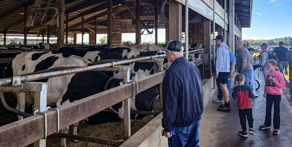 Cows