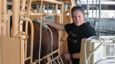 Heather Conrow performs a carcass ultrasound