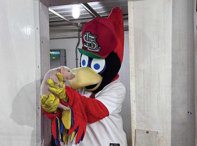 St. Louis Cardinals mascot Fredbird