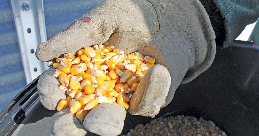 Corn rallies on debate over corn production estimates