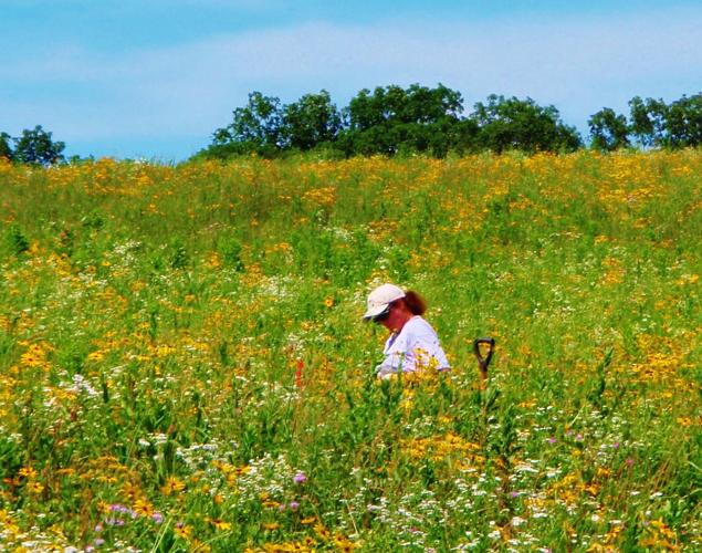 Marci Hess removing reed canarygrass