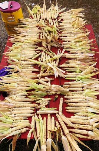 White corn ready for braiding