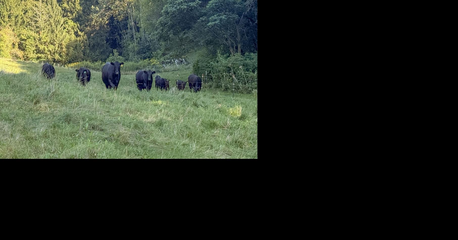 Fall pastures can grow well