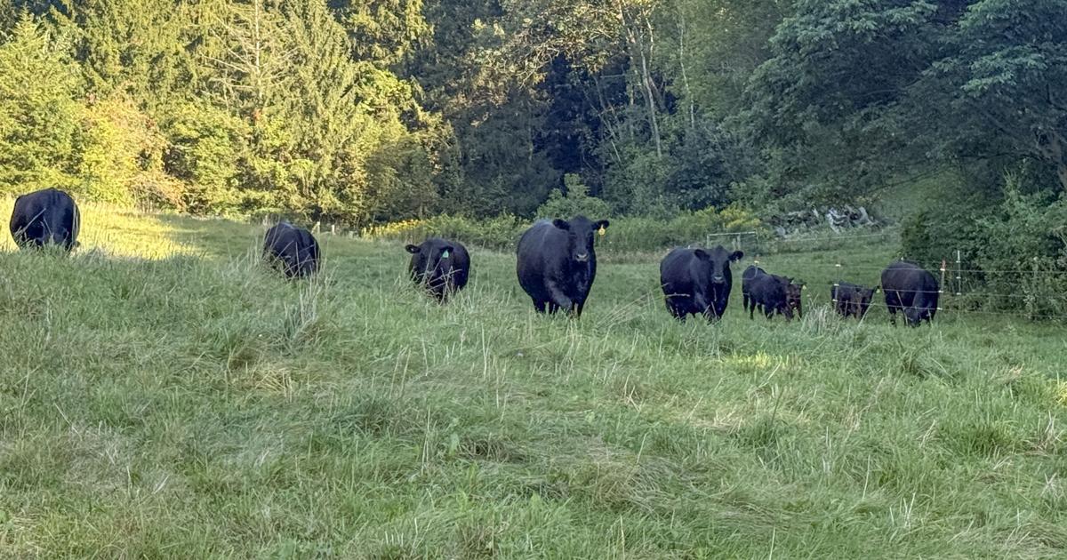 Fall pastures can grow well