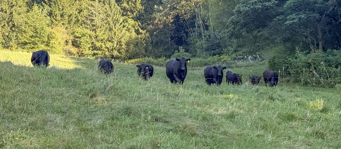 Beef cattle