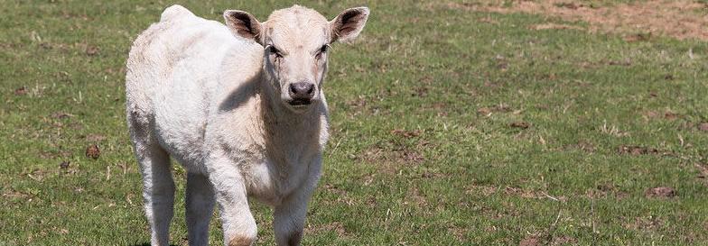 Calf