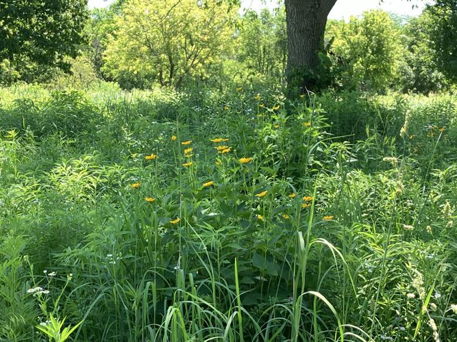 pollinator habitat