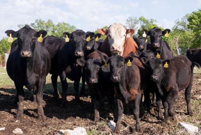 Breeding success ksu